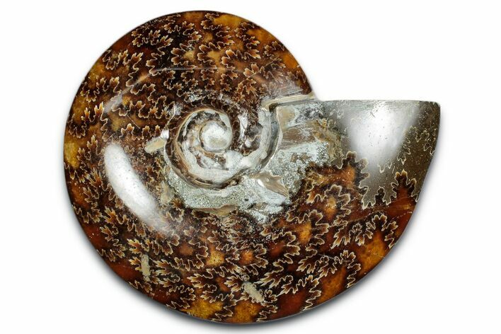 Polished Ammonite (Cleoniceras) Fossil - Madagascar #339258